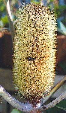 Banksia robur httpsuploadwikimediaorgwikipediacommonsthu