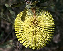 Banksia rosserae httpsuploadwikimediaorgwikipediacommonsthu