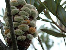 Banksia saxicola httpsuploadwikimediaorgwikipediacommonsthu