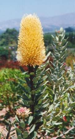 Banksia sceptrum wwwaustralianplantscomimagesphotosBanksiasce