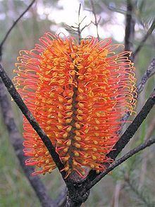 Banksia sect. Oncostylis httpsuploadwikimediaorgwikipediacommonsthu