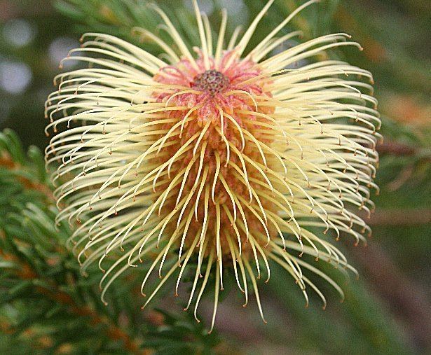 Banksia ser. Abietinae