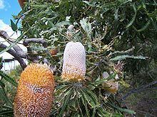 Banksia ser. Crocinae httpsuploadwikimediaorgwikipediacommonsthu