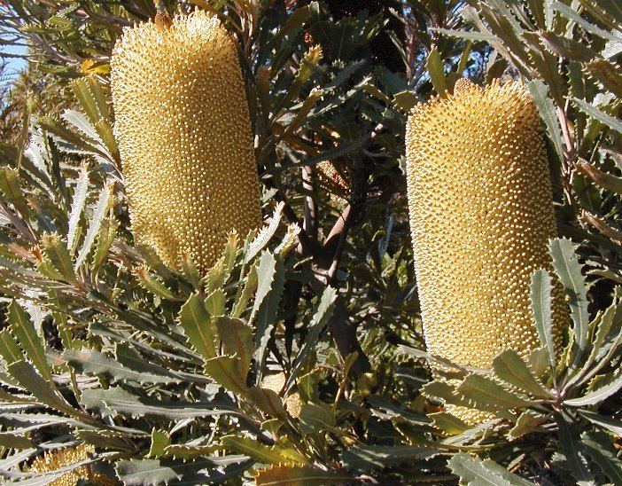 Banksia ser. Cyrtostylis