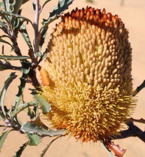 Banksia ser. Ochraceae