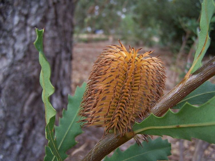 Banksia ser. Quercinae