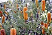 Banksia ser. Spicigerae httpsuploadwikimediaorgwikipediacommonsthu