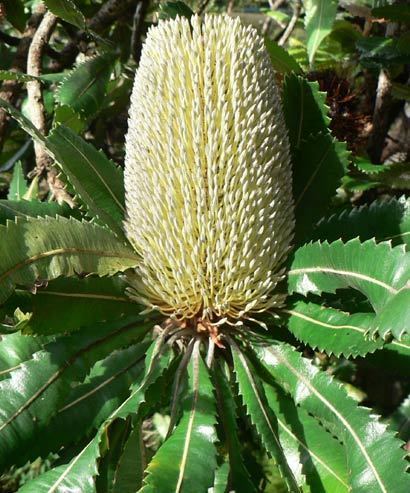 Banksia serrata Banksia serrata old man banksia