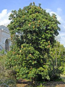 Banksia serrata httpsuploadwikimediaorgwikipediacommonsthu