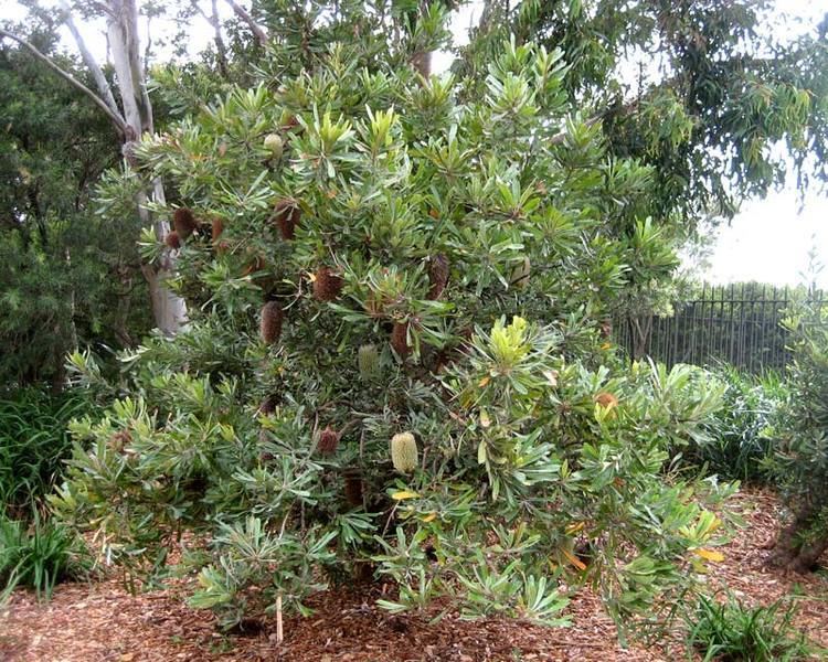 Banksia serrata GardensOnline Banksia serrata