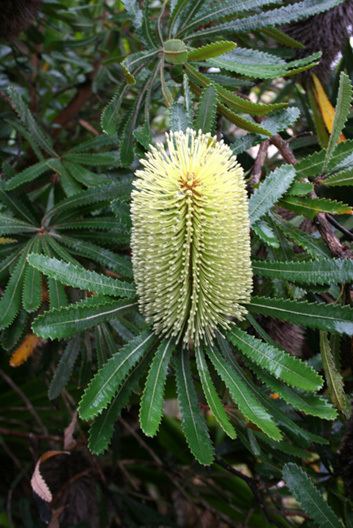 Banksia serrata Banksia serrata and May Gibbs Art Studio Diary Soulsongart