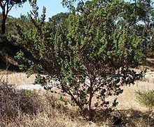 Banksia sessilis httpsuploadwikimediaorgwikipediacommonsthu