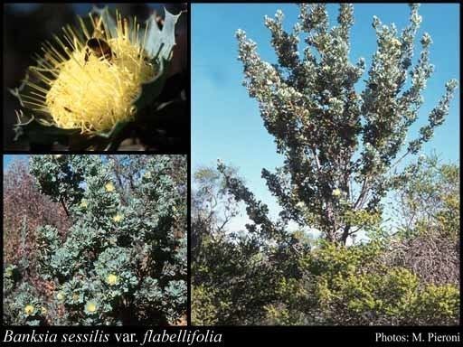 Banksia sessilis Banksia sessilis var flabellifolia ASGeorge ARMast amp KR