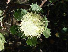 Banksia sessilis var. cygnorum httpsuploadwikimediaorgwikipediacommonsthu