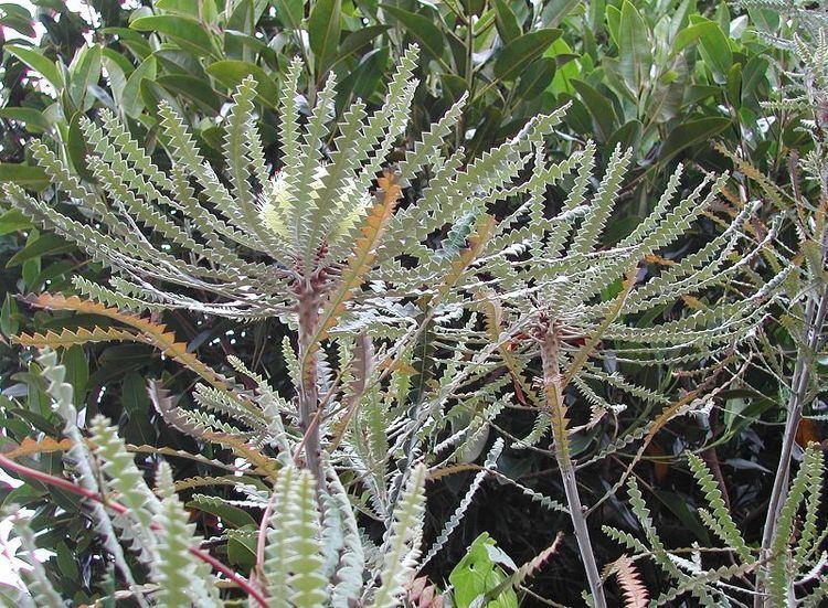 Banksia speciosa Banksiaspeciosa7211jpg