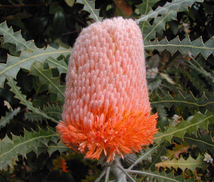 Banksia speciosa Banksiaspeciosa7999jpg
