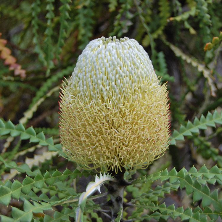 Banksia speciosa Australian Seed BANKSIA speciosa