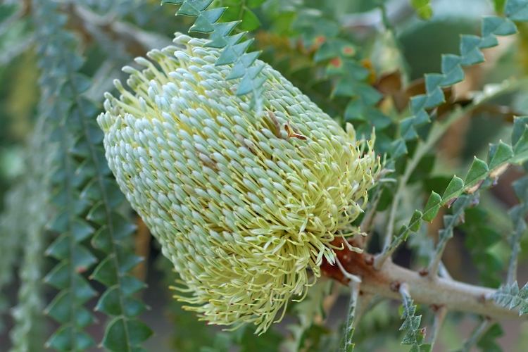 Banksia speciosa Banksia speciosa Wikipedia