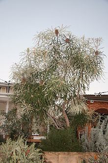 Banksia speciosa httpsuploadwikimediaorgwikipediacommonsthu