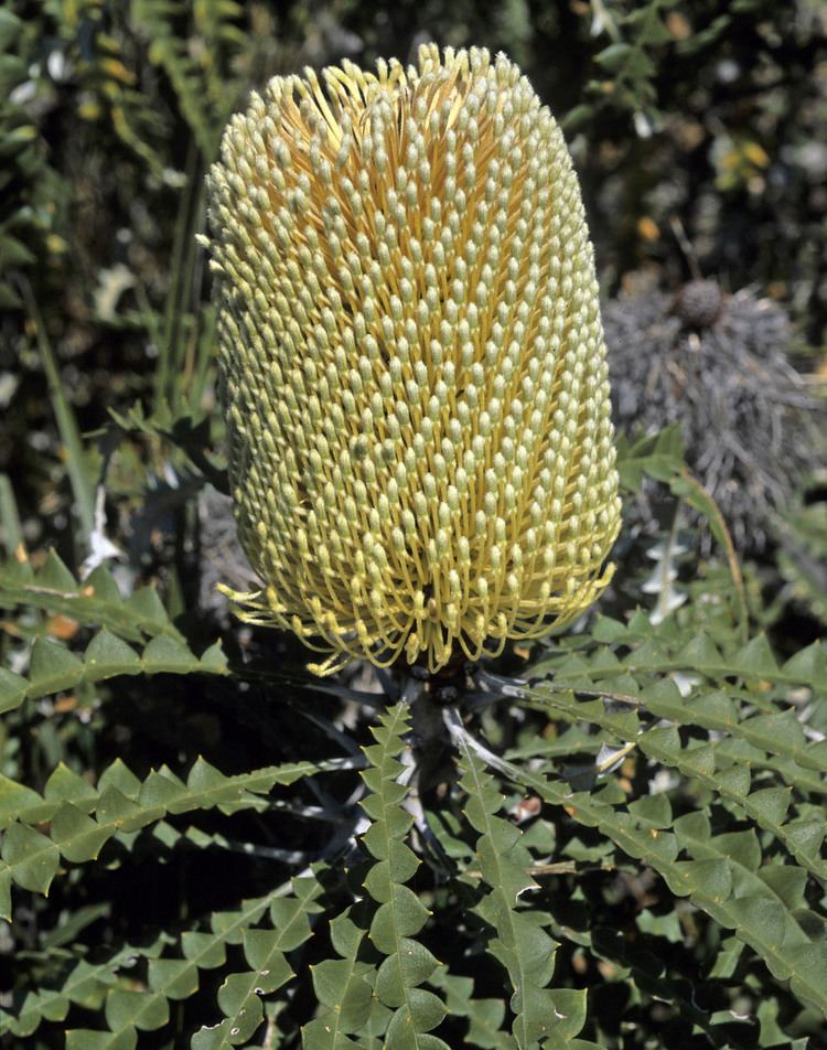 Banksia speciosa Flower Gallery Banksia 77024