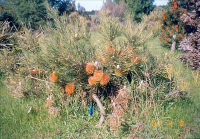 Banksia sphaerocarpa Banksia sphaerocarpa Australian Native Plants Plants 8007016517