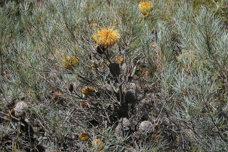 Banksia sphaerocarpa var. caesia