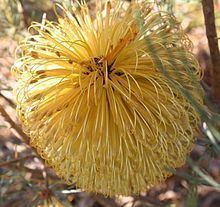 Banksia sphaerocarpa var. dolichostyla httpsuploadwikimediaorgwikipediacommonsthu