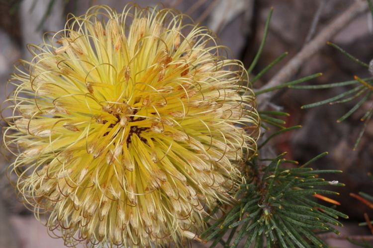 Banksia sphaerocarpa var. sphaerocarpa
