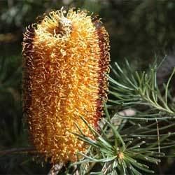 Banksia spinulosa Banksia spinulosa Growing Native Plants