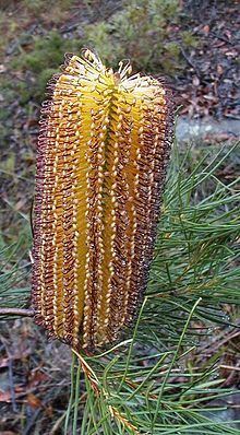 Banksia spinulosa httpsuploadwikimediaorgwikipediacommonsthu