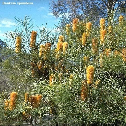 Banksia spinulosa Banksia spinulosa Growing Native Plants