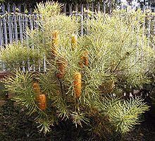 Banksia spinulosa var. collina httpsuploadwikimediaorgwikipediacommonsthu