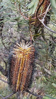 Banksia spinulosa var. cunninghamii httpsuploadwikimediaorgwikipediacommonsthu