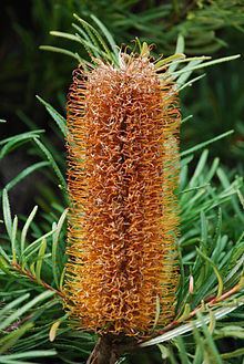 Banksia spinulosa var. spinulosa httpsuploadwikimediaorgwikipediacommonsthu