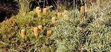 Banksia 'Stumpy Gold' httpsuploadwikimediaorgwikipediacommonsthu