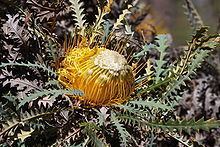 Banksia stuposa httpsuploadwikimediaorgwikipediacommonsthu