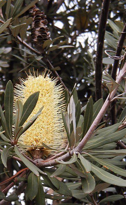 Banksia subg. Spathulatae
