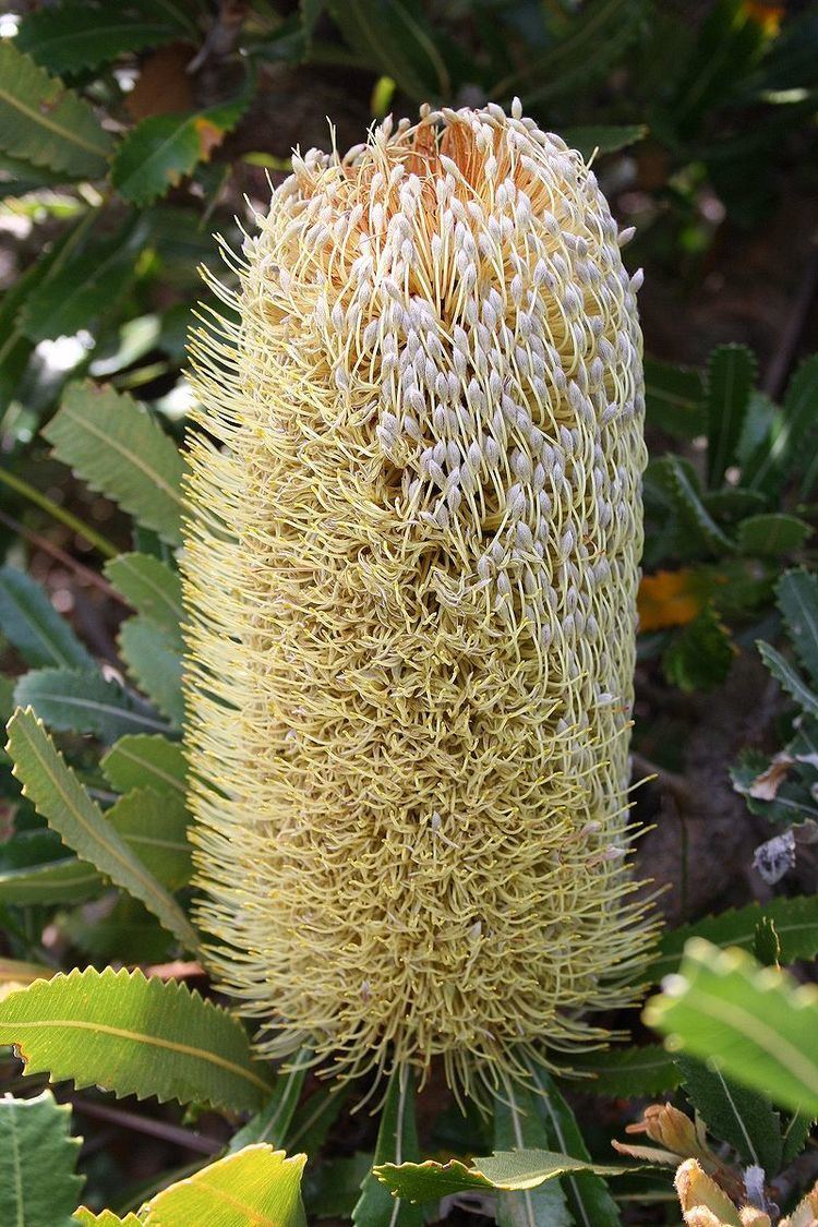 Banksia subser. Banksia