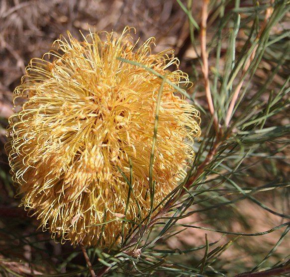 Banksia subser. Leptophyllae