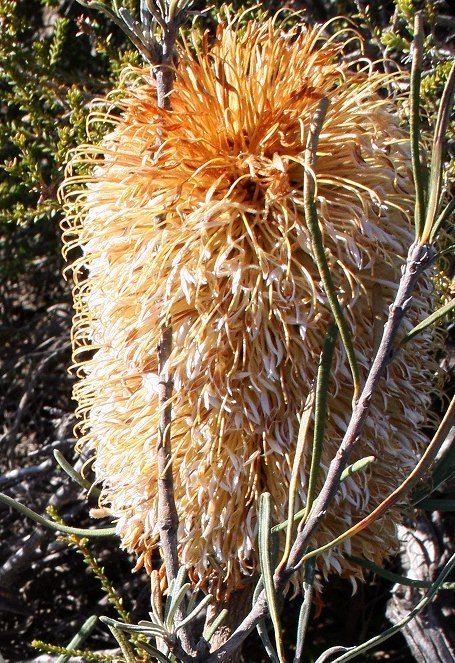 Banksia subser. Sphaerocarpae