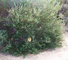 Banksia telmatiaea httpsuploadwikimediaorgwikipediacommonsthu
