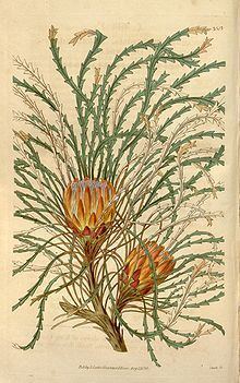 Banksia tenuis httpsuploadwikimediaorgwikipediacommonsthu
