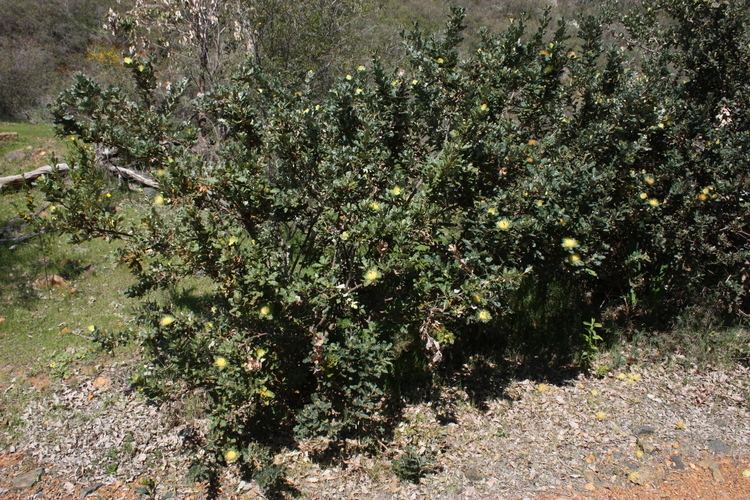Banksia undata FileBanksia undata shrubjpg Wikimedia Commons