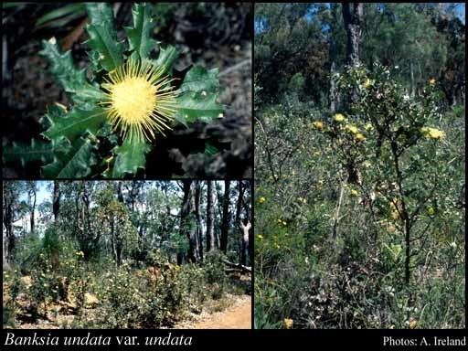 Banksia undata Banksia undata ARMast amp KRThiele var undata FloraBase Flora