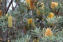 Banksia verticillata httpsuploadwikimediaorgwikipediacommonsthu