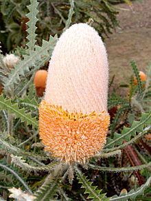 Banksia victoriae httpsuploadwikimediaorgwikipediacommonsthu