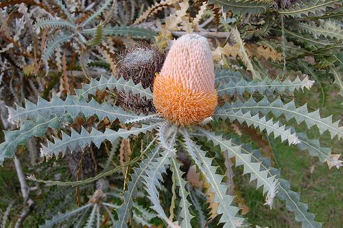 Banksia victoriae 1000 images about banksia on Pinterest Spikes Flower and Firewood