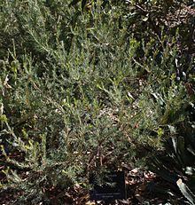 Banksia violacea httpsuploadwikimediaorgwikipediacommonsthu