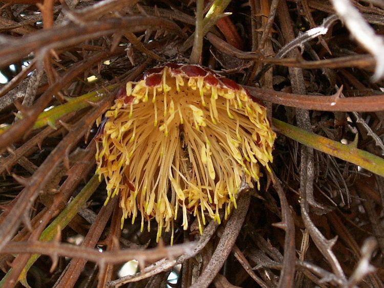 Banksia wonganensis