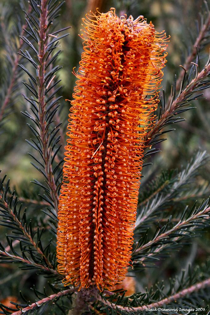 Banksia 'Yellow Wing' httpsc1staticflickrcom7618760985486682672
